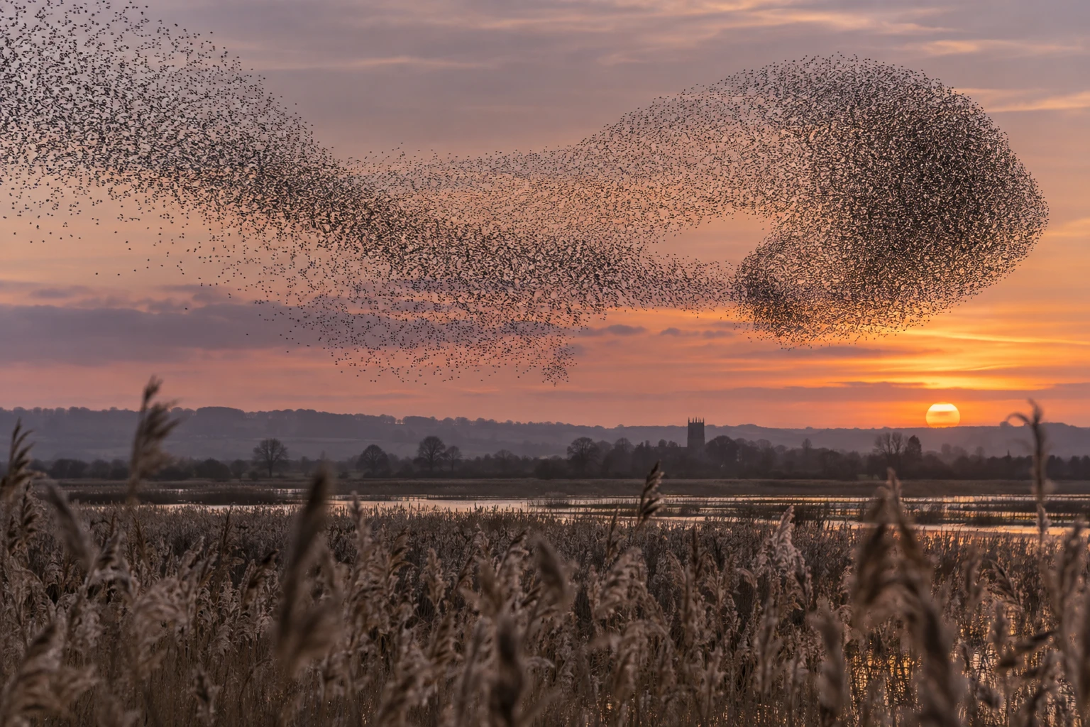 Starling murmuration over a reedbed at sunset